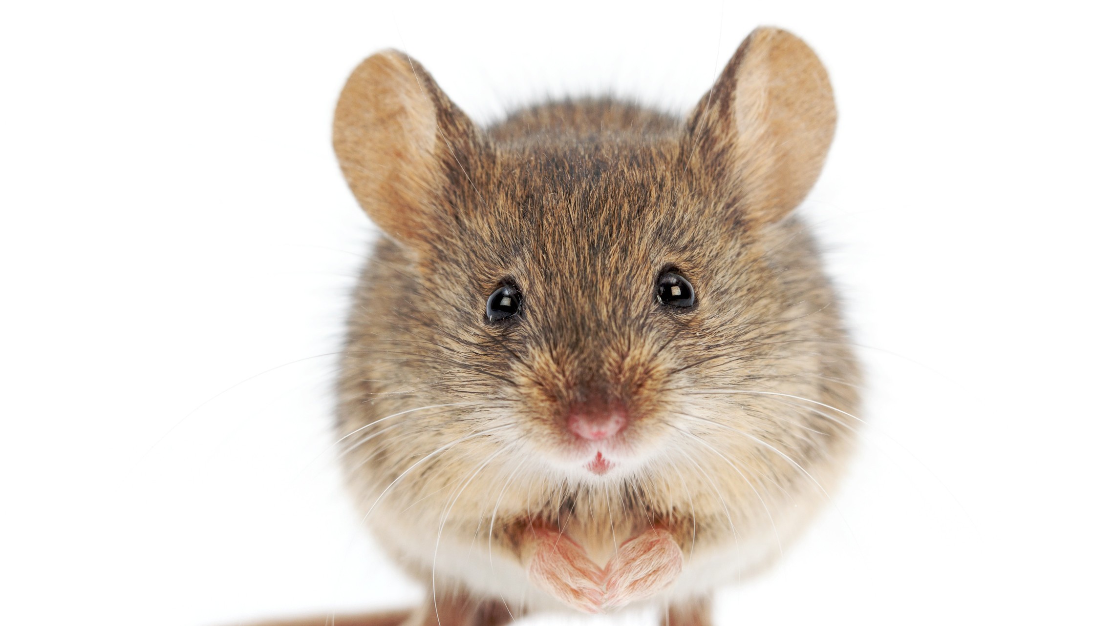 Shutterstock 137911070